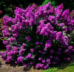 Purple Magic Crape Myrtle