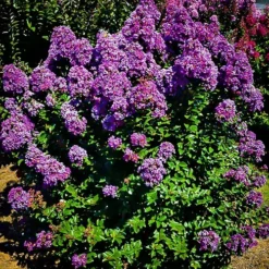 Purple Magic Crape Myrtle 5 Purple Magic Crape Myrtle -The Tree Center Store purple magic crape myrtle 2 jpg webp