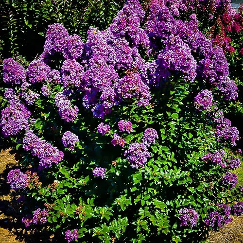 Purple Magic Crape Myrtle 3 Purple Magic Crape Myrtle - Image 3