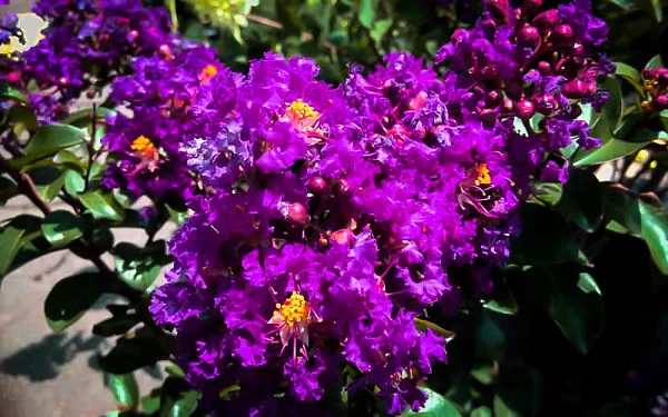 Purple Magic Crape Myrtle 2 Purple Magic Crape Myrtle - Image 2
