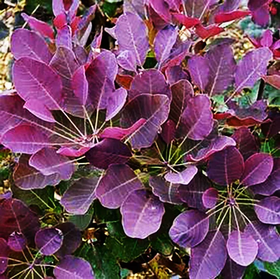 Purple Supreme Smoke Tree 1 Purple Supreme Smoke Tree