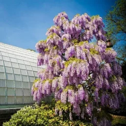 Purple Wisteria 5 Purple Wisteria -The Tree Center Store purple wisteria 1 jpg webp