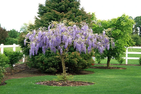 Purple Wisteria 2 Purple Wisteria - Image 2