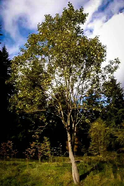 Pussy Willow Tree 2 Pussy Willow Tree - Image 2
