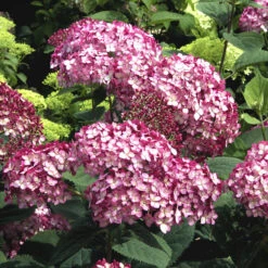 Invincibelle® Ruby Hydrangea