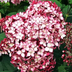 Invincibelle® Ruby Hydrangea -The Tree Center Store pw ruby invincibelle4 600x600 1