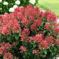Quick Fire® Hydrangea -The Tree Center Store quick fire hydrangea 1 600x600 1