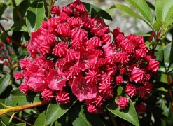 Raspberry Glow Mountain Laurel