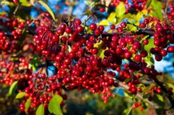 Aronia Red Chokeberry