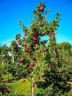 Red Delicious Apple Tree -The Tree Center Store red delicious apple tree 3 jpg webp