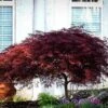Red Dragon Japanese Maple