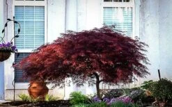 Red Dragon Japanese Maple
