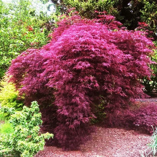 Red Filigree Lace Japanese Maple 4 Red Filigree Lace Japanese Maple - Image 4
