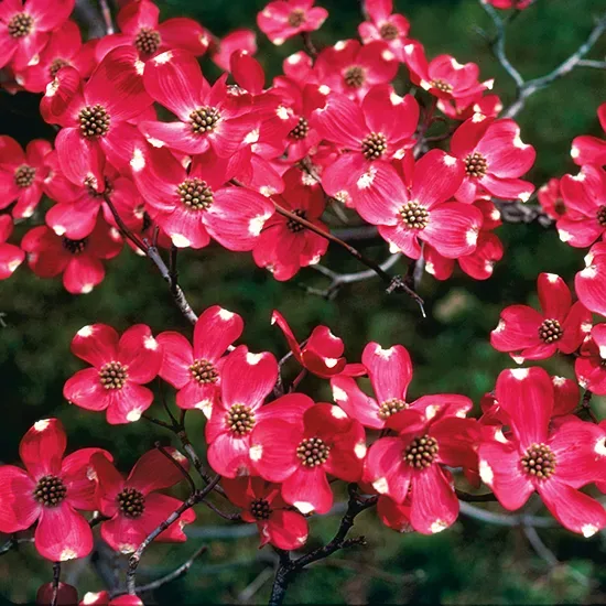 Flowering Red Dogwood Tree 2 Flowering Red Dogwood Tree - Image 2