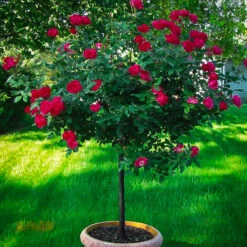 Red Double Knock Out® Rose - Tree Form -The Tree Center Store red knockout rose tree 1 600x600 1