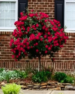 Red Double Knock Out® Rose - Tree Form