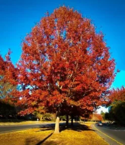 Red Oak Tree