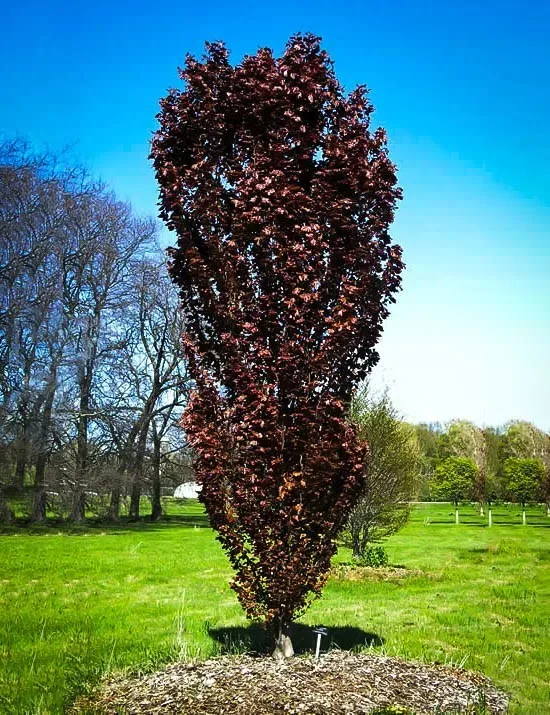 Red Obelisk European Beech 2 Red Obelisk European Beech - Image 2