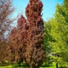 Red Obelisk European Beech