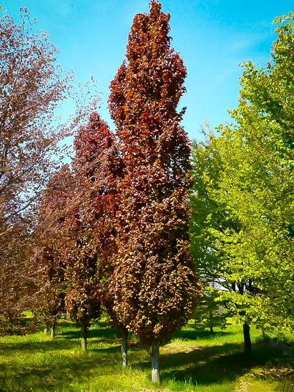 Red Obelisk European Beech 1 Red Obelisk European Beech