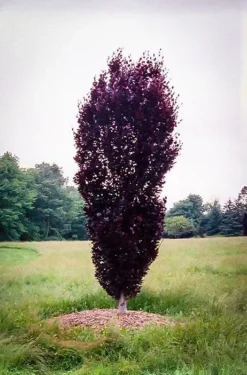 Red Obelisk European Beech 5 Red Obelisk European Beech -The Tree Center Store red obelisk 3 jpg webp