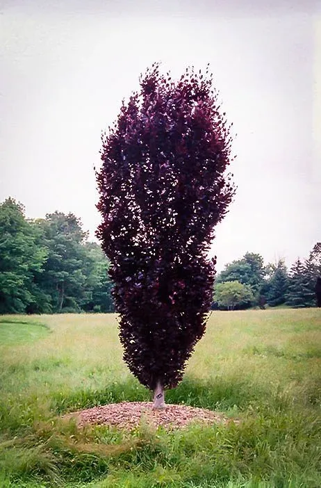 Red Obelisk European Beech 3 Red Obelisk European Beech - Image 3