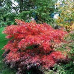 Red Pygmy Japanese Maple -The Tree Center Store red pygmy jap map 1 600x600 1