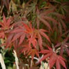 Red Pygmy Japanese Maple