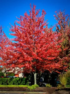 Red Sunset Maple Tree
