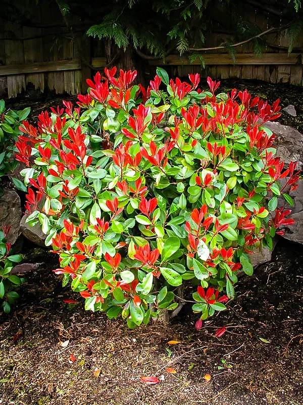 Red Tip Photinia 2 Red Tip Photinia - Image 2