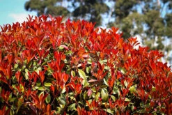Red Tip Photinia 5 Red Tip Photinia -The Tree Center Store red tip photinia 3 600x400 1