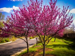 Appalachian Redbud Tree -The Tree Center Store redbud easter appalachian 1 600x450 1
