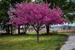 Appalachian Redbud Tree -The Tree Center Store redbud easter appalachian 4 600x403 1