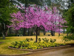 Forest Pansy Redbud -The Tree Center Store redbud forest pansy 1 600x450 1
