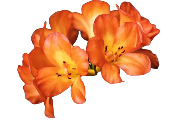 The Tree Center Store 32 The Tree Center Store -The Tree Center Store rhododendron orange removebg preview