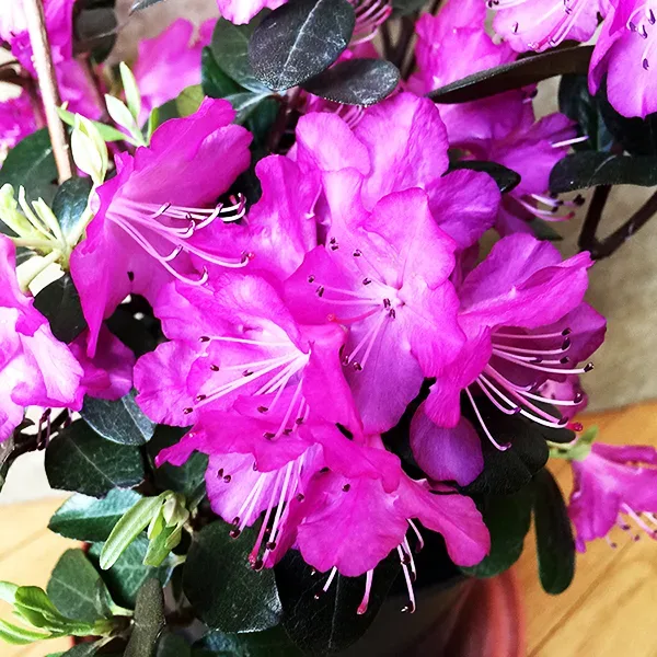 PJM Pink Delight Rhododenron 1 PJM Pink Delight Rhododenron