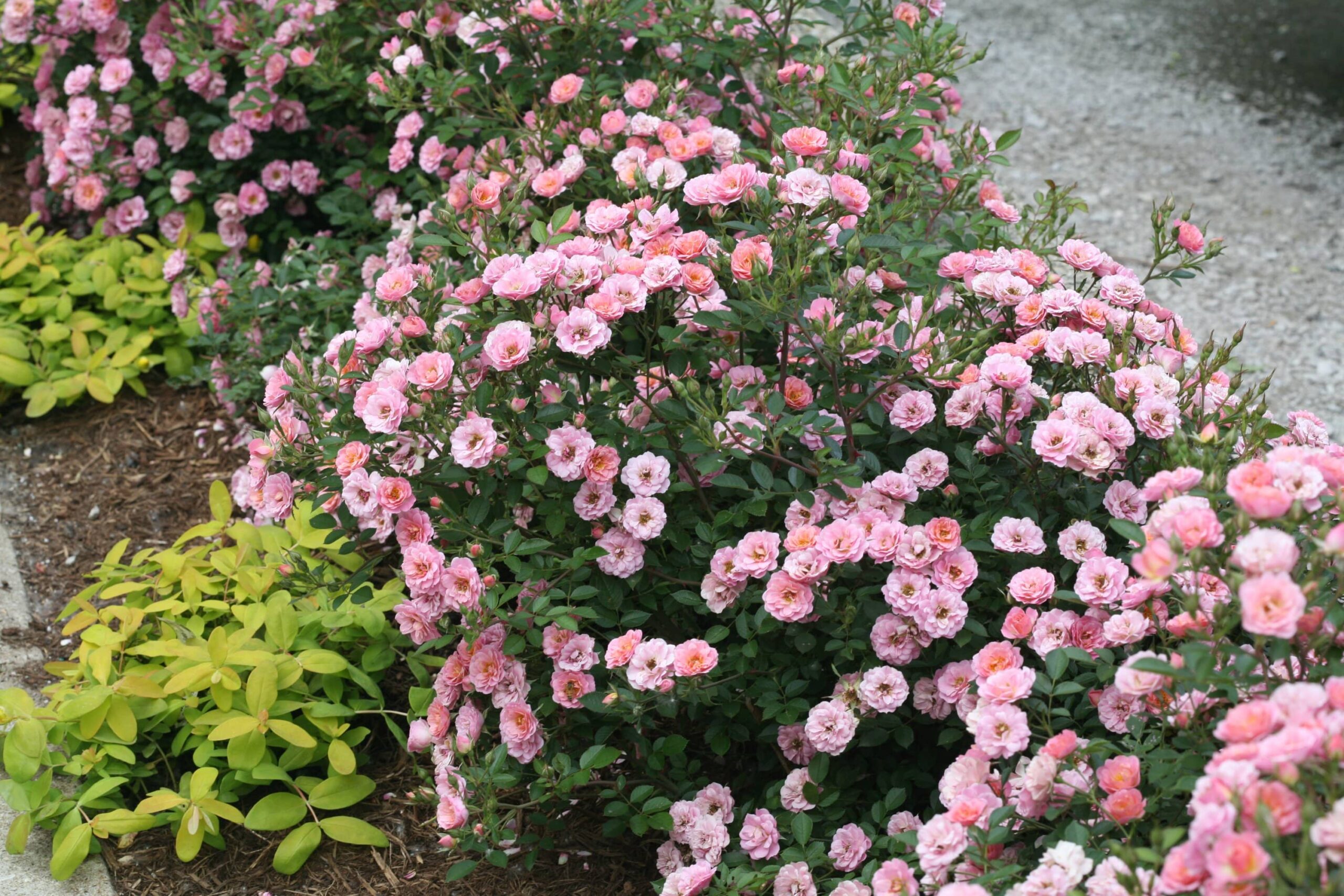 The Tree Center Store -The Tree Center Store rosa oso easy petit pink img 7009 min scaled