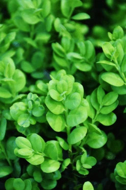 Rotundifolia Boxwood -The Tree Center Store rotundifolia boxwood 2