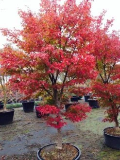 Arakawa Rough-Bark Japanese Maple