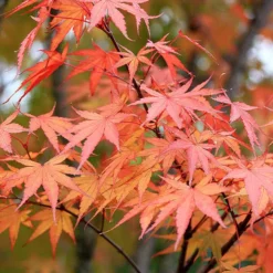 Arakawa Rough-Bark Japanese Maple -The Tree Center Store rough barked japanese maple 2 jpg webp