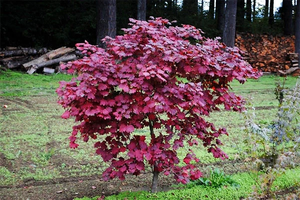 Ruby Full-Moon Japanese Maple 2 Ruby Full-Moon Japanese Maple - Image 2