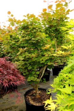 Ruby Full-Moon Japanese Maple 5 Ruby Full-Moon Japanese Maple -The Tree Center Store ruby full moon jap map 2 600x900 1