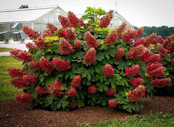 Ruby Slippers Oakleaf Hydrangea 4 Ruby Slippers Oakleaf Hydrangea - Image 4