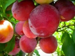 Santa Rosa Plum Tree -The Tree Center Store santa rosa plum 1 600x450 1