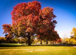 Scarlet Oak Tree -The Tree Center Store scarlet oak tree 1 600x437 1