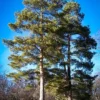 Scots Pine