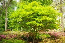 Seiryu Japanese Maple 5 Seiryu Japanese Maple -The Tree Center Store seiryu japanese maple 2 600x398 1