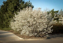 Serviceberry -The Tree Center Store serviceberry 1 600x413 1