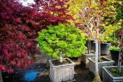 Sharps Pygmy Japanese Maple -The Tree Center Store sharps pygmy 1 600x401 1