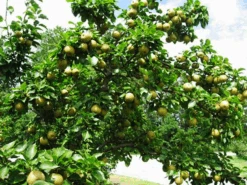 Shinko Asian Pear 5 Shinko Asian Pear -The Tree Center Store shinko asian pear 3 600x450 1